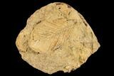 D Fossil Leaf Preserved In Travertine - Austria #113073-1